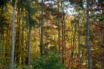 Fototapeta na wymiar Herbstlich gefärbter Wald