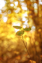 selective focus of trees with yellow and green leaves in autumnal park at day