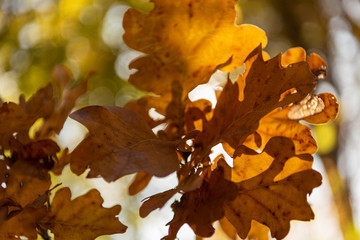 Fototapeta na wymiar close up view of autumnal golden foliage on tree branch in sunlight