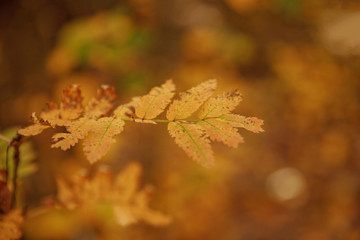 selective focus of trees with yellow leaves in autumnal park at day
