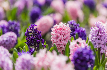 Large flower bed with multi-colored hyacinths, traditional easter flowers, flower background, easter background	