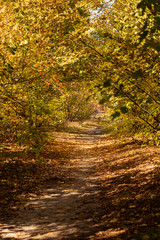 scenic autumnal forest with golden foliage and pathway in sunlight