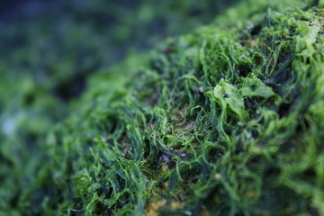  moss on sea stone