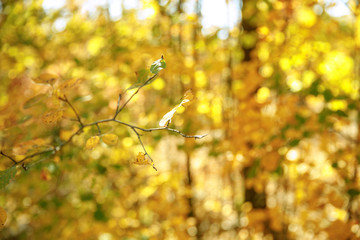selective focus of trees with yellow and green leaves in autumnal park at day