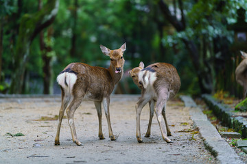 奈良公園の鹿