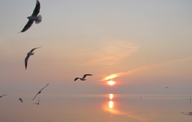 flight of seagulls over the sea at sunset