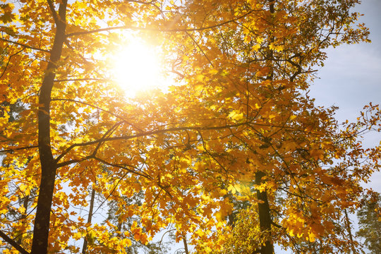 sun and trees with yellow in autumnal park at day