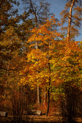 Trees with yellow and green leaves in autumnal park at day