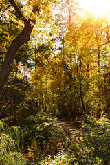 scenic autumnal forest with golden foliage in sunshine