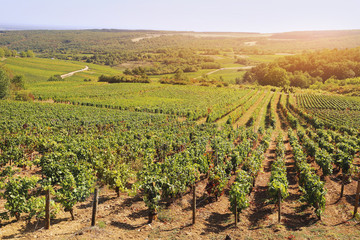 Fototapeta na wymiar Landscape of France, the Burgundy region: autumn vineyard