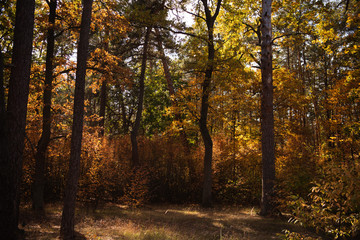scenic autumnal forest with trees in sunlight