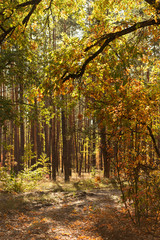 scenic autumnal forest with golden foliage and shining sun