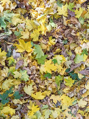 Autumn leaves are red yellow and green. Beautiful Autumn Background.