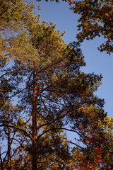 Obraz premium trees with yellow and green leaves in autumnal park at day
