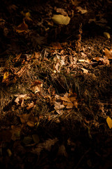 yellow and dry leaves in autumnal park at day