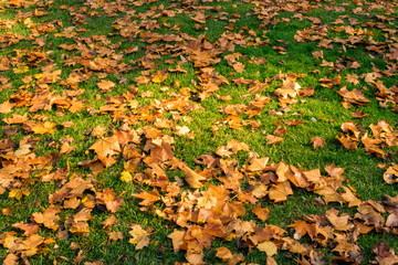 Autumn leaves on the grass