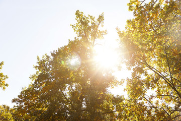 sun, trees with yellow and green leaves in autumnal park at day