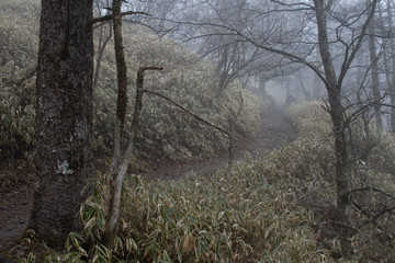大菩薩嶺の登山道