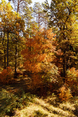 Trees with yellow and green leaves in autumnal park at day