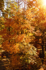 Fototapeta na wymiar Sun, trees with yellow and green leaves in autumnal park at day