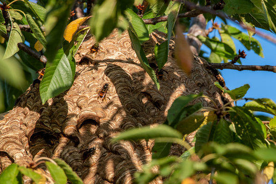 Nest of Asian hornets,  yellow-legged hornet (Vespa velutina), invasive species in a cherry tree