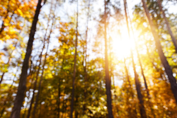 sun, trees with yellow and green leaves in autumnal park at day