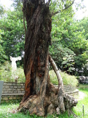 Belo Horizonte Municipal Park - MG - Brazil, with trees, lakes, sculptures, plants, flowers and lakes