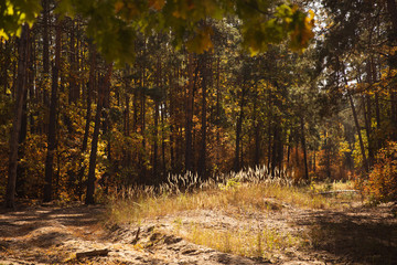 trees with yellow and green leaves in autumnal park at day