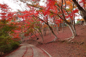 紅葉の風景