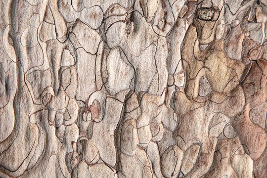 Close-up of grunge textured old pine tree bark texture. Abstract nature background for design, decor and skins.