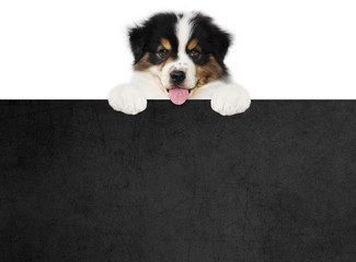 funny pet puppy dog showing a black placard isolated on white background blank template with copy...