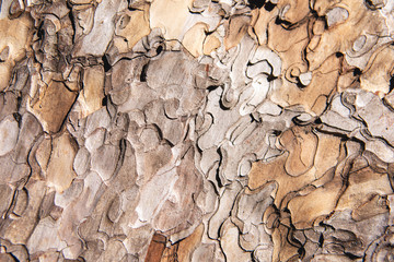 Close-up of grunge textured old pine tree bark texture. Abstract nature background for design, decor and skins.