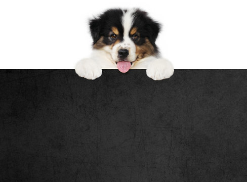 funny pet puppy dog showing a black placard isolated on white background blank template with copy space
