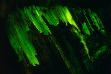 Unique background texture of bioluminescent wood glowing in the dark