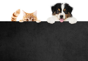 puppy dog and cat pets together showing a black placard isolated on white background blank template...