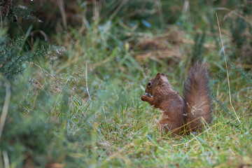 red squirrel, Sciurus vulgaris, portrait with nut in grass and pine tree branch during autumn in October, Scotland.