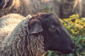 sheep on pasture - close up view of sheep (Suffolk - sheep with black head) on meadow, sunset