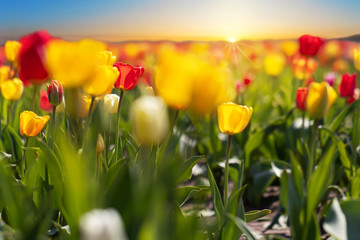 Field with tulips and sunrise. Yellow and red tulips in the back light.