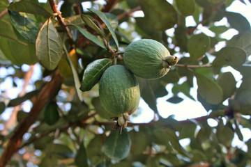 Ripe feijoa fruits on a branch (lat.Acca sellowiana)	