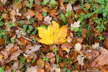 Herbstlaub Ahornblatt