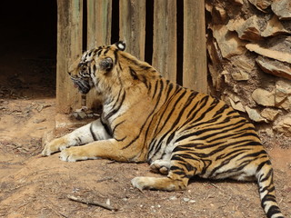 Bengal Tiger at the Belo Horizonte Zoo - Brazil