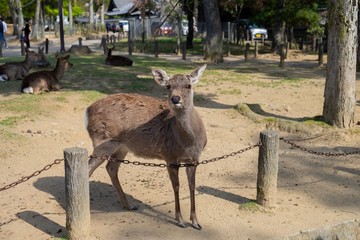 deer in the Nara Park, Japan