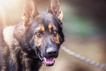 Dog portrait with color blur background. German sheperd head detail.