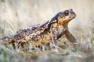 Fototapeta premium Macro Portrait of female Common Iberian toad Bufo spinosus or Bufo bufo on the ground between vegetation.