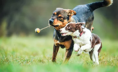  Young border collie dog playing with ball and adult dogs on animal training place. © Milan