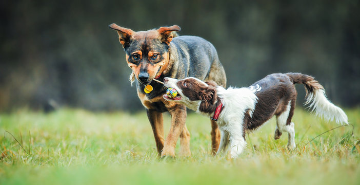 Young border collie dog playing with ball and adult dogs on animal training place.