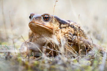 Macro Portrait of female Common Iberian toad Bufo spinosus or Bufo bufo on the ground between vegetation.