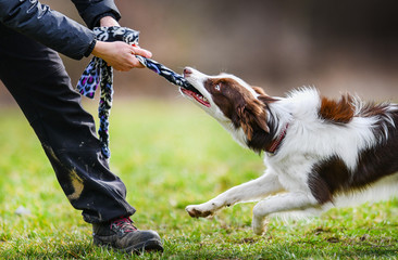 Young dog is pull rope on meadow with trainer. Brown and white border collie agility and strenght...