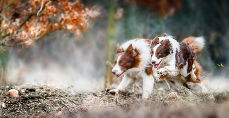 Two dogs are playing and running fast . Brown and white border collies jump in forest.