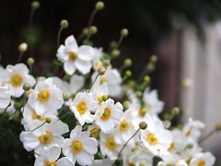 白い」シュウメイギクの花